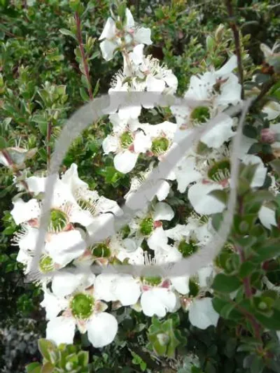 Leptospermum karo 'Silver Ice'
