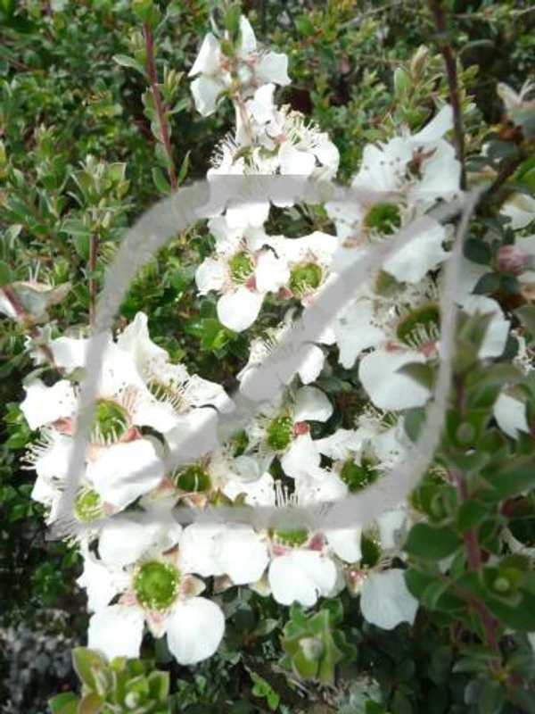 Leptospermum karo 'Silver Ice'