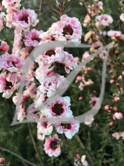 Leptospermum scoparium 'Autumn Glory'