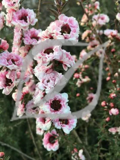 Leptospermum scoparium 'Autumn Glory'
