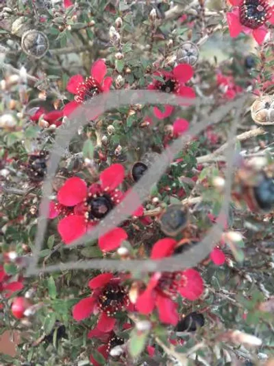 Leptospermum scoparium 'Kiwi'