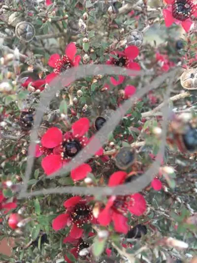 Leptospermum scoparium 'Kiwi'