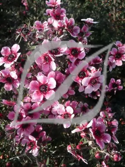 Leptospermum scoparium 'Martinii'