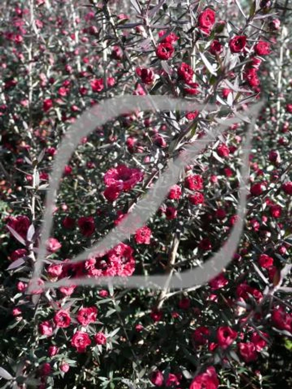 Leptospermum scoparium 'Red Damask'