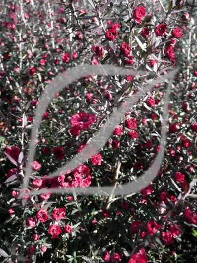 Leptospermum scoparium 'Red Damask'