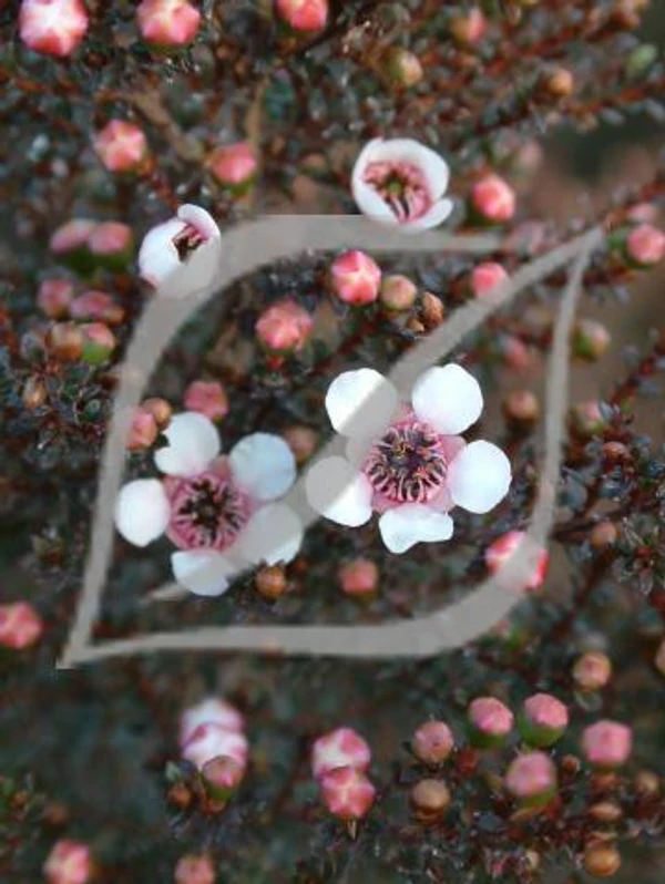Leptospermum scoparium 'White'