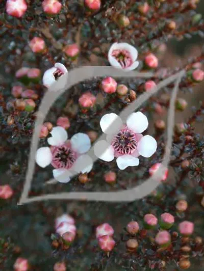 Leptospermum scoparium 'White'
