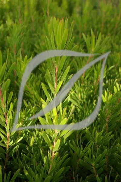 Leucadendron 'Inca Gold'