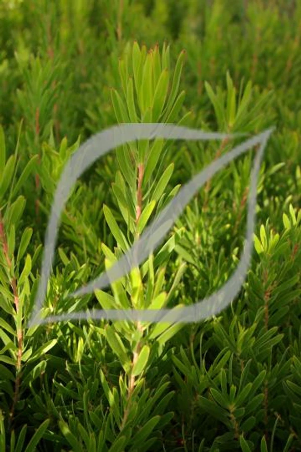 Leucadendron 'Inca Gold'