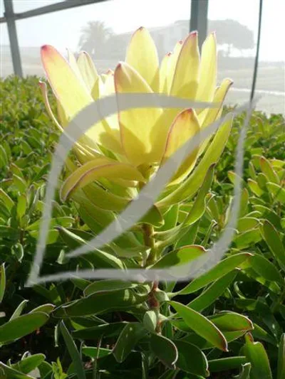 Leucadendron 'Safari Goldstrike'