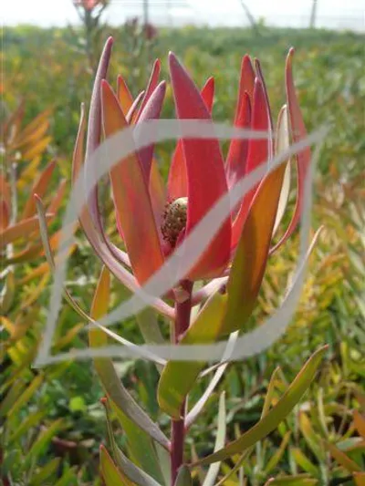 Leucadendron 'Safari Sunset'