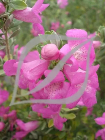 Leucophyllum frutescens 'Green Cloud'