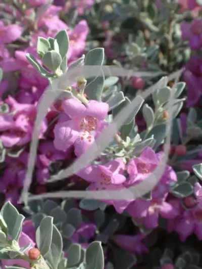 Leucophyllum frutescens