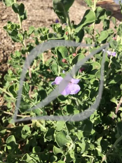 Leucophyllum langmaniae