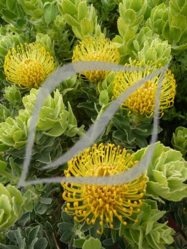 Leucospermum 'High Gold'