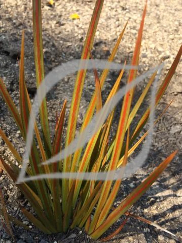 Libertia peregrinans