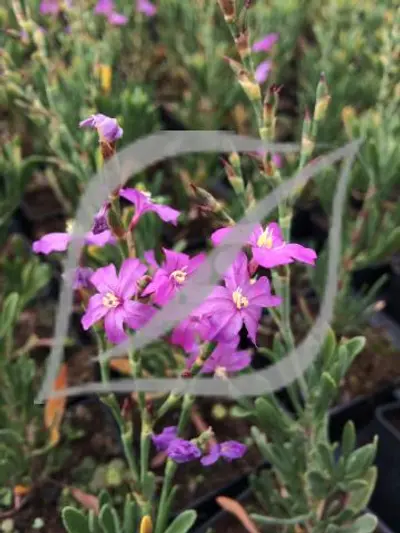 Limoniastrum monopetalum 'Carnaval'