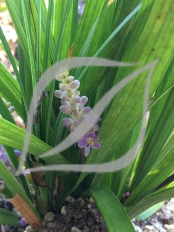 Liriope muscari 'Big Blue'
