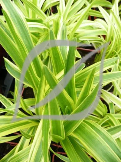 Liriope muscari 'Gold Banded'