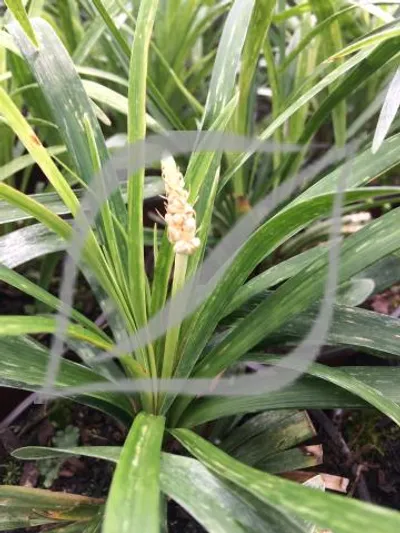 Liriope muscari 'Monroe White'