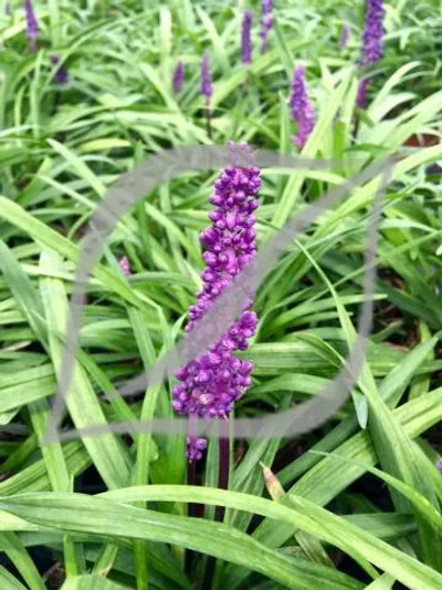 Liriope muscari 'Royal Purple'