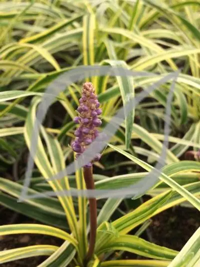 Liriope muscari 'Silvery Sunproof'