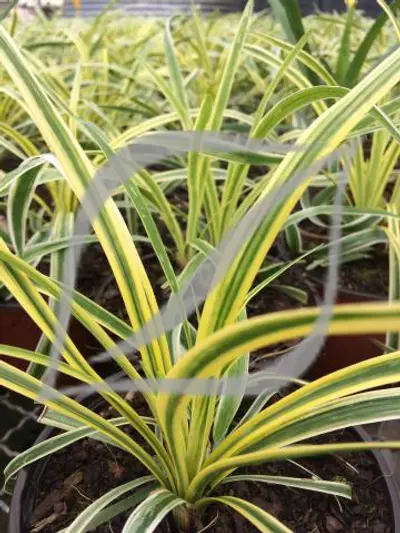 Liriope muscari 'Variegata'