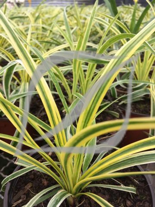 Liriope muscari 'Variegata'