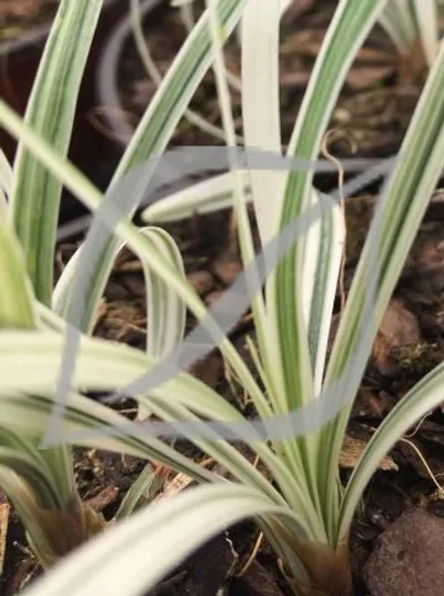 Liriope spicata 'Silver Dragon'