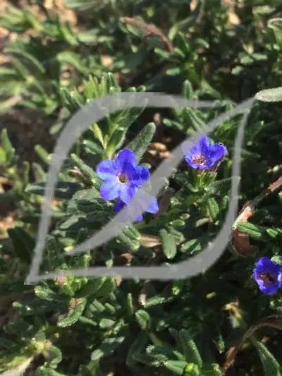 Lithodora diffusa