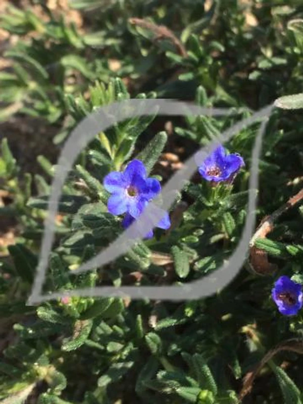 Lithodora diffusa