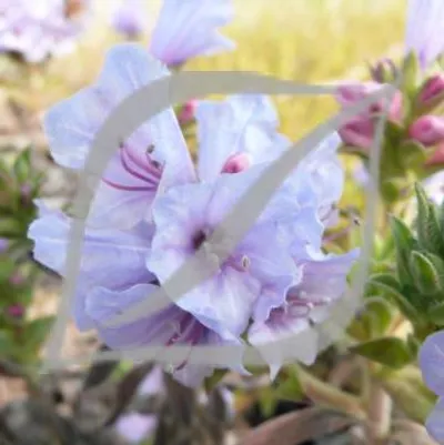 Lobostemon fruticosus