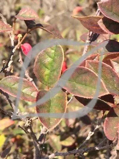 Loropetalum chinense 'Ming Dynasty'