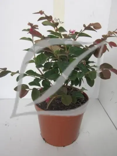 Loropetalum chinense