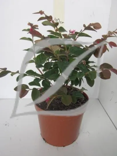 Loropetalum chinense