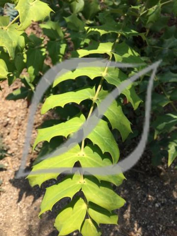 Mahonia x media 'Winter Sun'