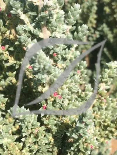 Maireana oppositifolia