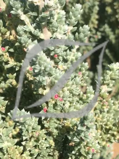 Maireana oppositifolia