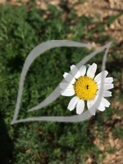 Matricaria tchihatchewii