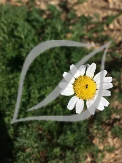 Matricaria tchihatchewii