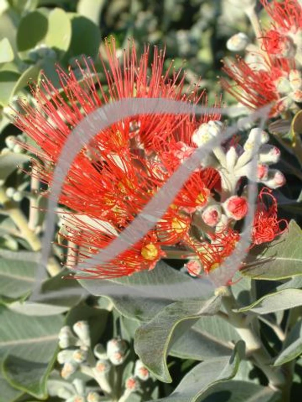 Metrosideros collina 'Springfire'