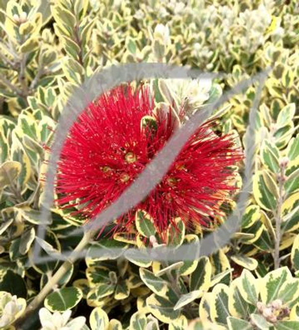 Metrosideros excelsa 'Variegata'