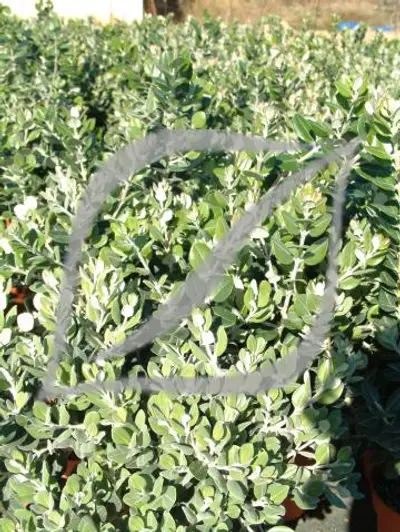 Metrosideros excelsa