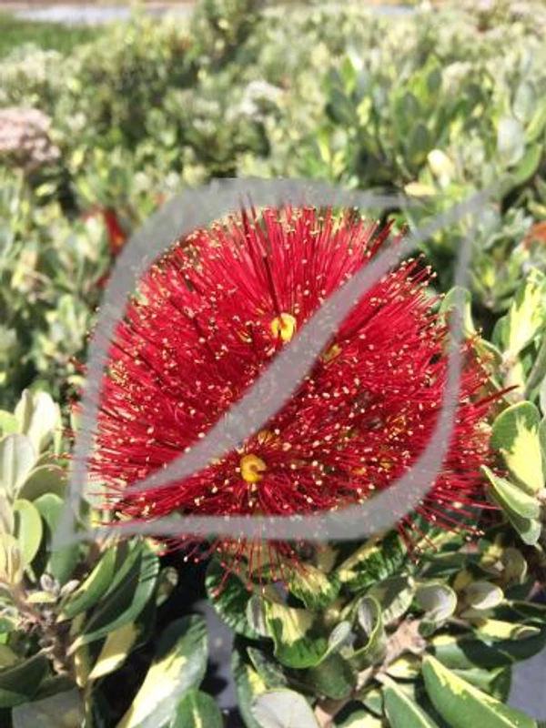 Metrosideros kermadecensis 'Variegata'