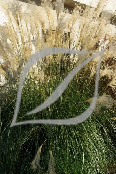 Miscanthus sinensis 'Adagio'