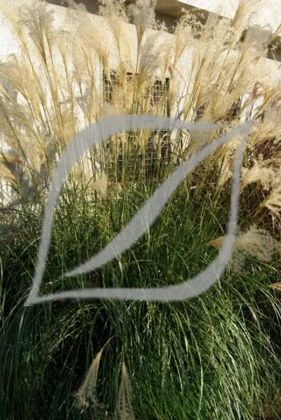 Miscanthus sinensis 'Adagio'