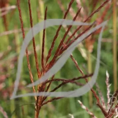 Miscanthus sinensis 'Ferner Osten'