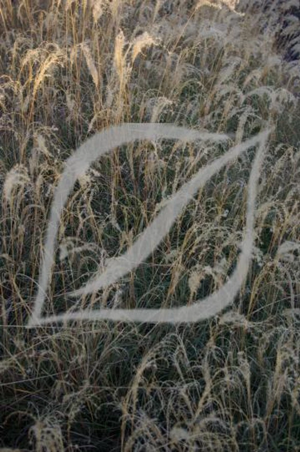 Miscanthus sinensis 'Yaku Jima'