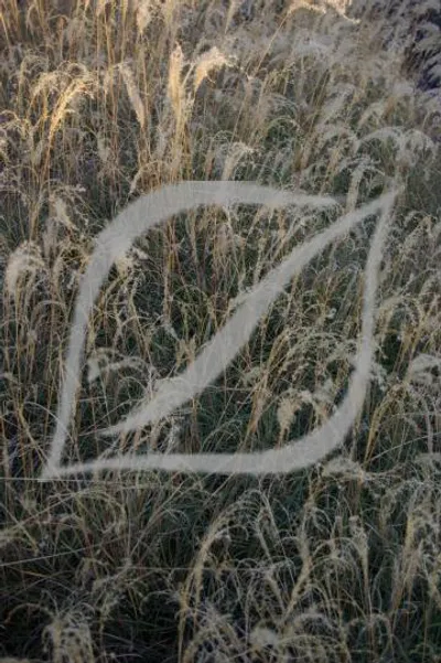 Miscanthus sinensis 'Yaku Jima'