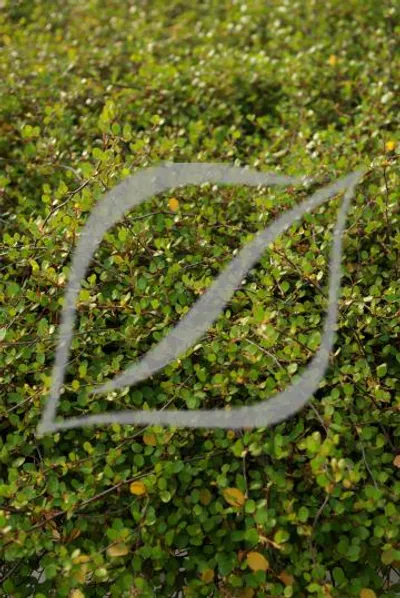 Muehlenbeckia complexa